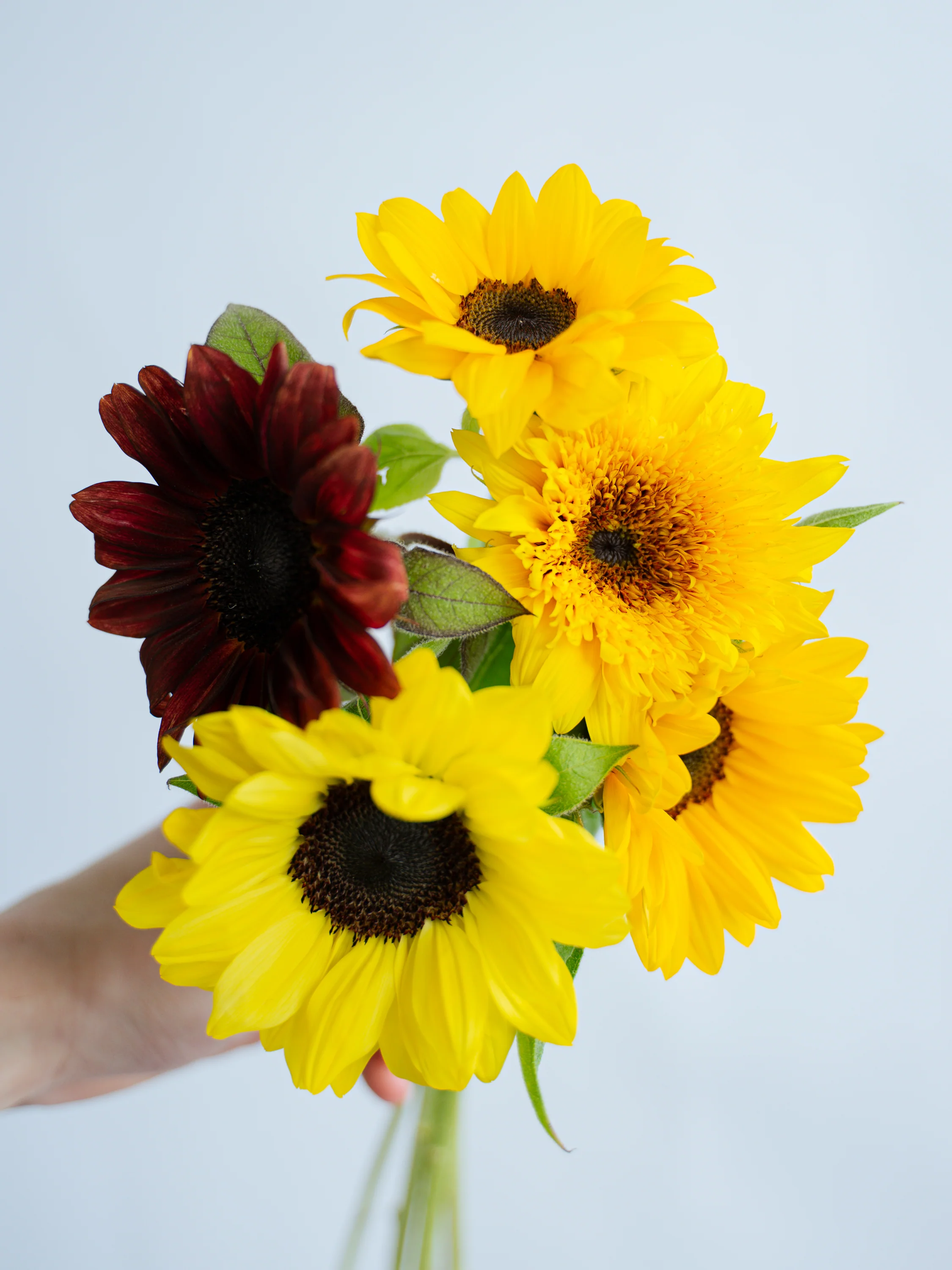 夏の花ギフト特集