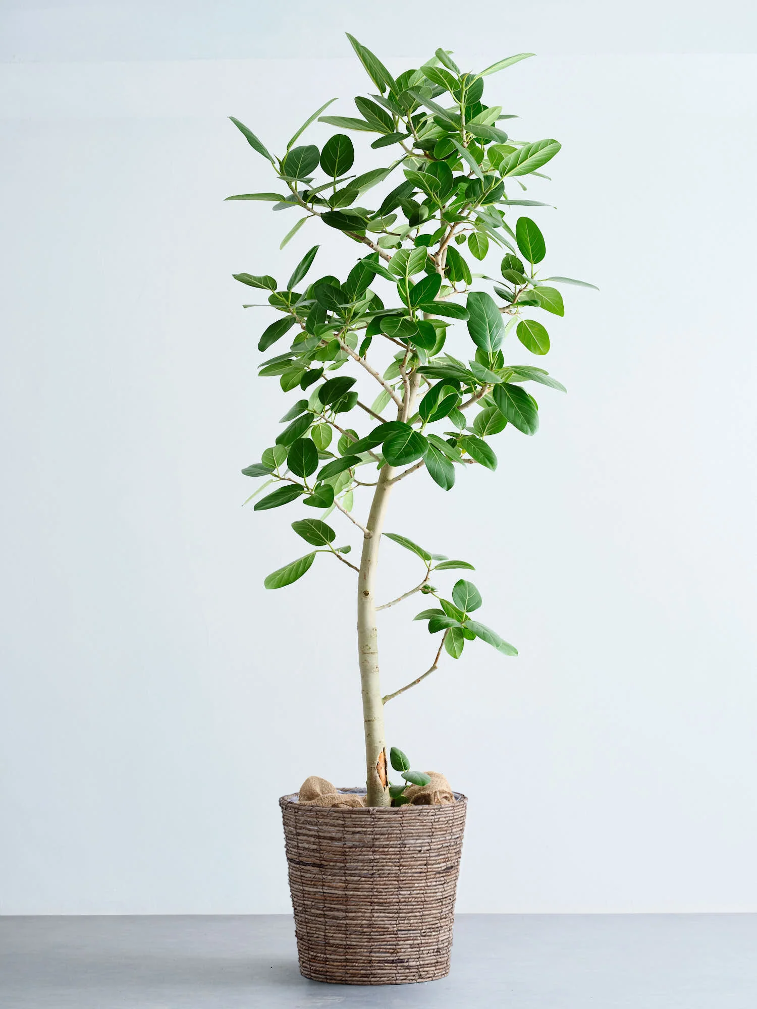 初心者におすすめな観葉植物リスト