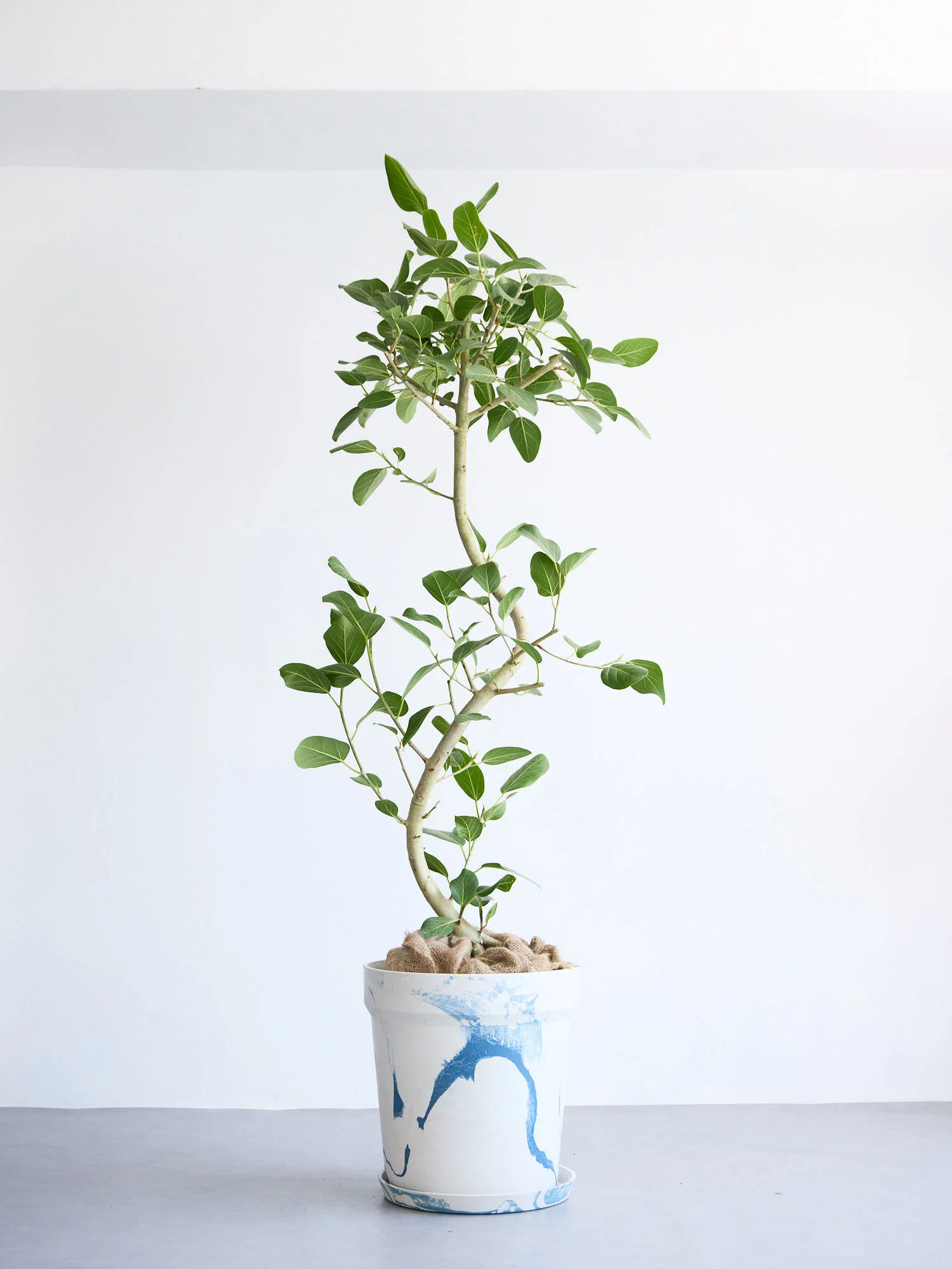 日陰におすすめの観葉植物